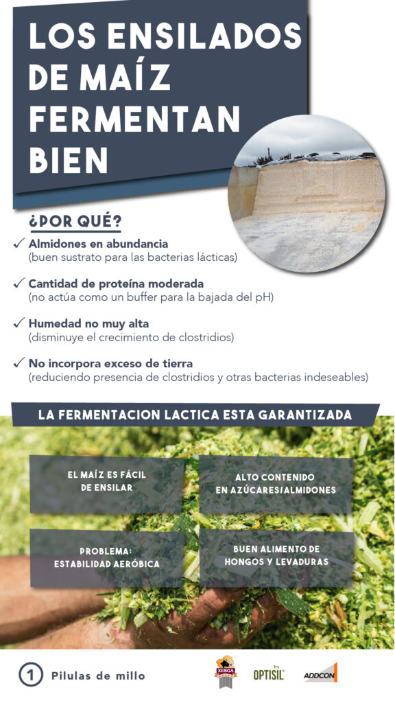 ADIL_PILDORA 1_ENSILADO-02