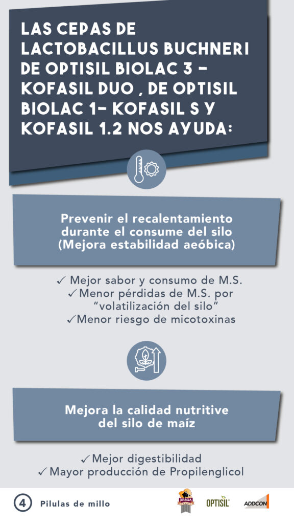 ADIL_PILDORA 4_ENSILADO-02