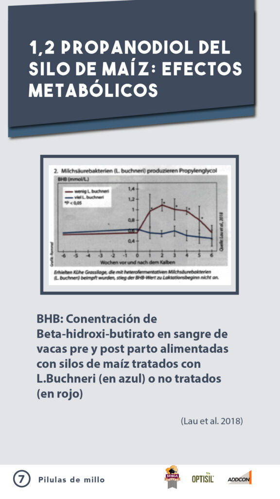 ADIL_PILDORA 7_ENSILADO-02