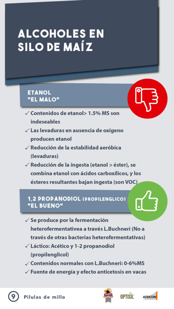 ADIL_PILDORA 9_ENSILADO-02